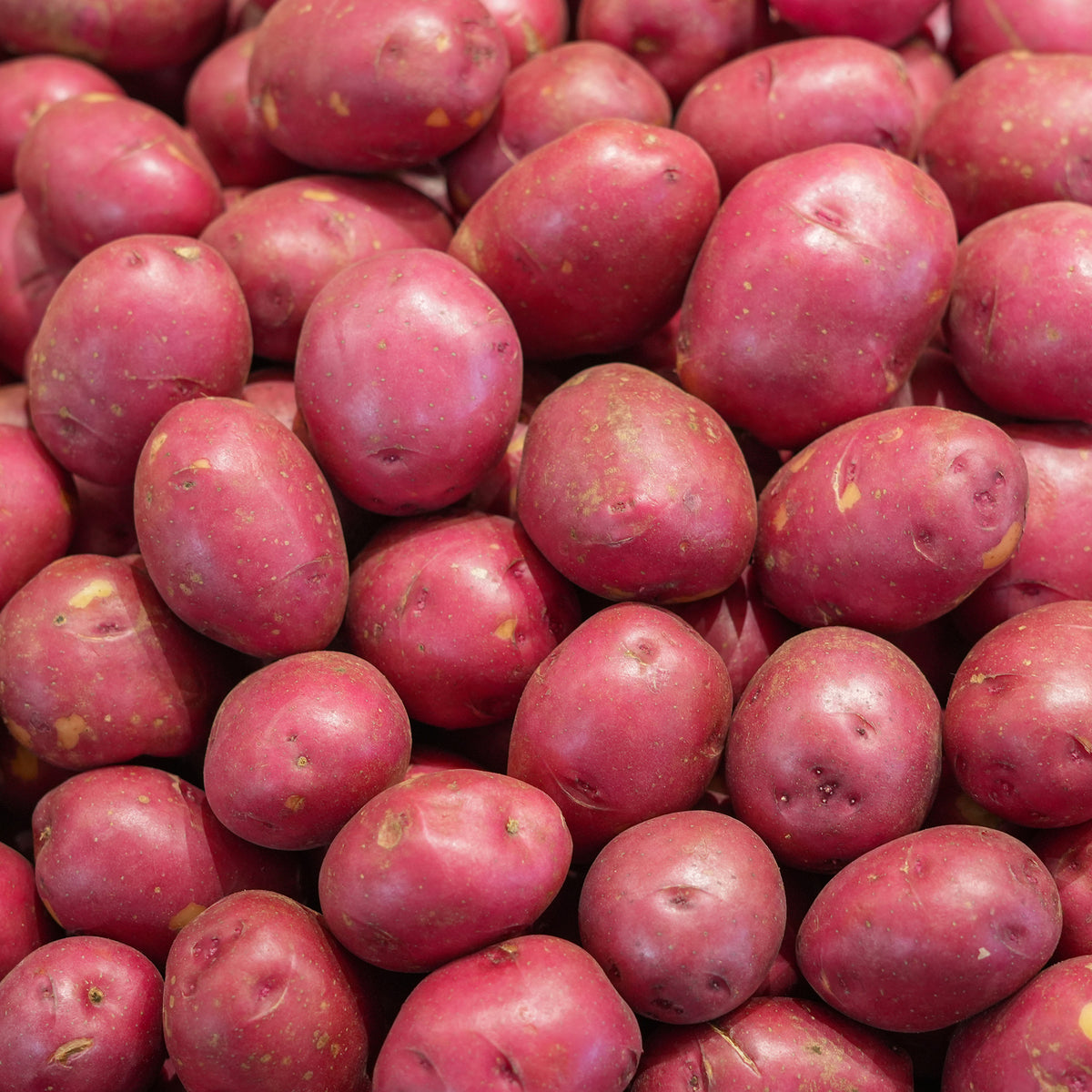 Solanum tuberosum Rouge des Flandres - Aardappel 'Rouge des Flandres' (x10) - Aardappelplanten