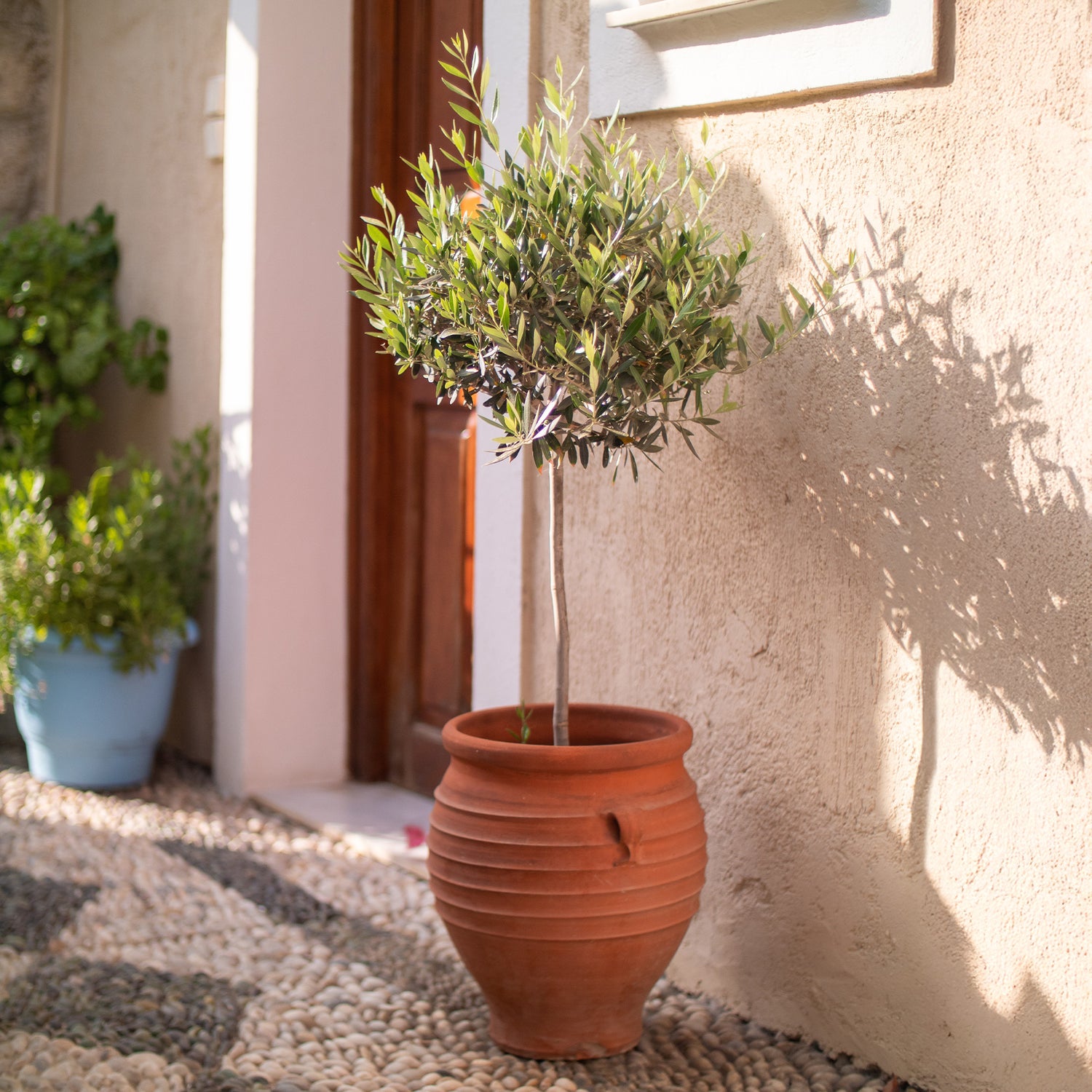 Buitenplant in pot cadeau
