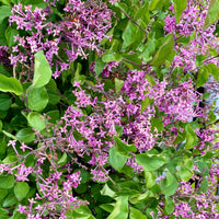 Dwergsering 'Dark Purple' - Syringa pubescens microphylla Bloomerang Dark Purple - Bakker