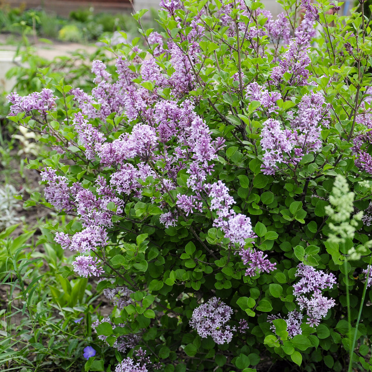 Sering - Dwergsering 'Dark Purple' - Syringa pubescens microphylla Bloomerang Dark Purple