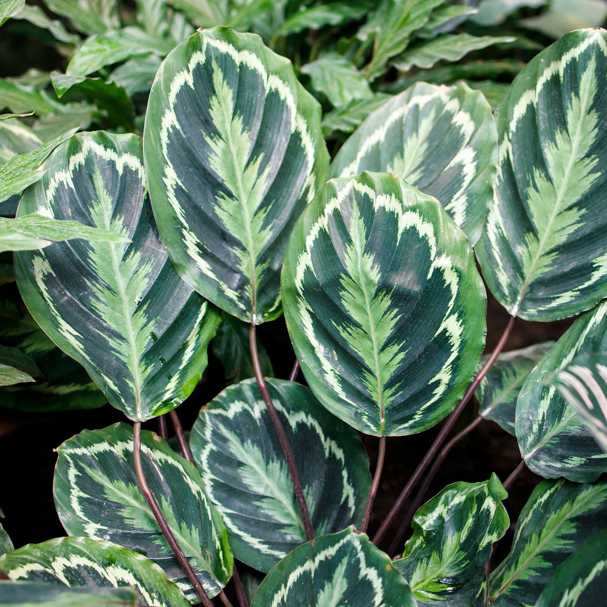 Calathea - Pauwenplant 'Medaillon' - Calathea medaillon