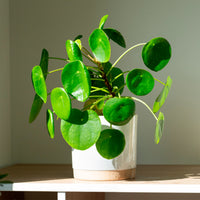 Pannenkoekplant Pilea peperomioides - Bakker