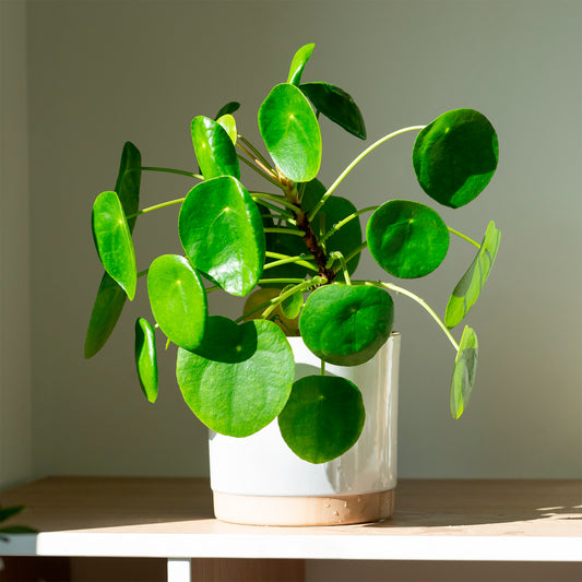 Pannenkoekplant Pilea peperomioides - Bakker