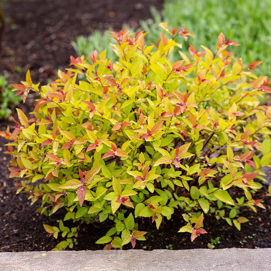 Spierstruik 'Goldflame' - Bakker