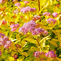 Haagheesters - Spierstruik 'Goldflame' - Spiraea japonica goldflame