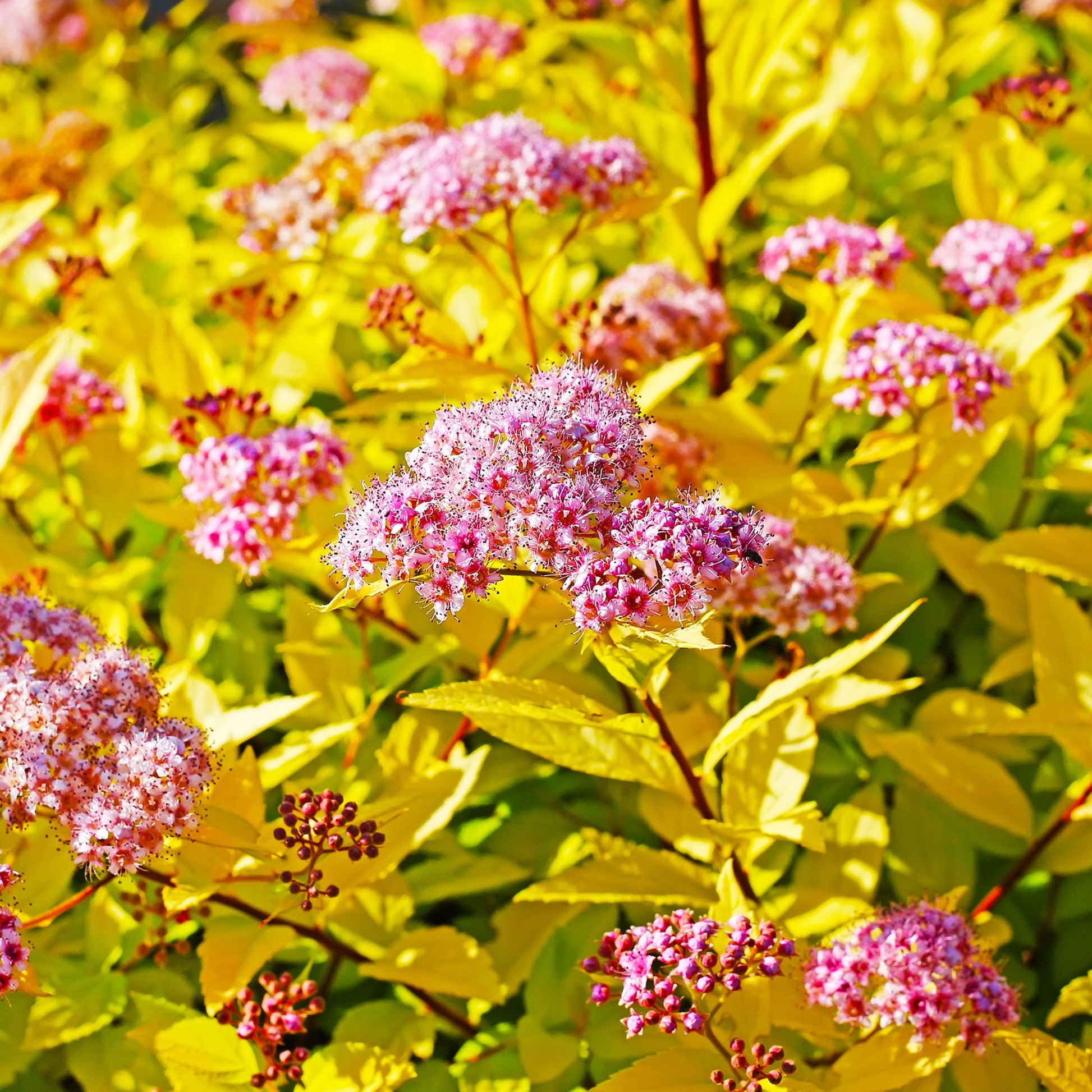 Haagheesters - Spierstruik 'Goldflame' - Spiraea japonica goldflame