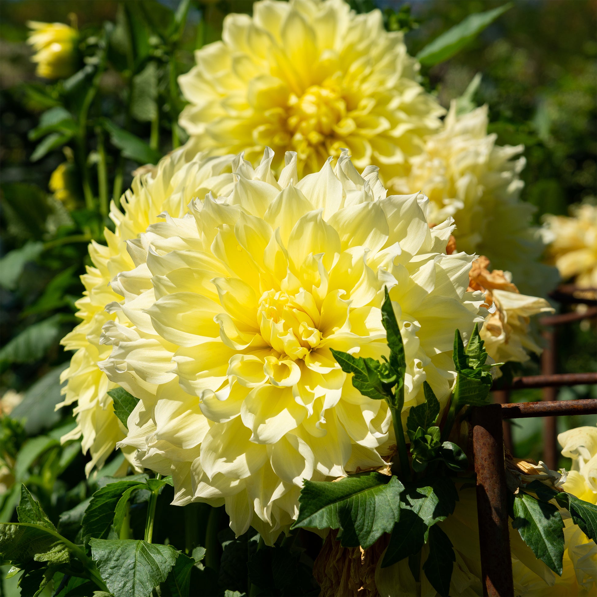 Dubbelbloemige Dahlia 'Kelvin Floodlight' (x3) - Dahlia 'kelvin floodlight' - Bakker