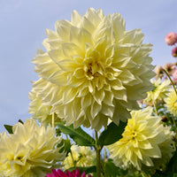 Dahlia 'kelvin floodlight' - Dubbelbloemige Dahlia 'Kelvin Floodlight' (x3) - Dahlia 