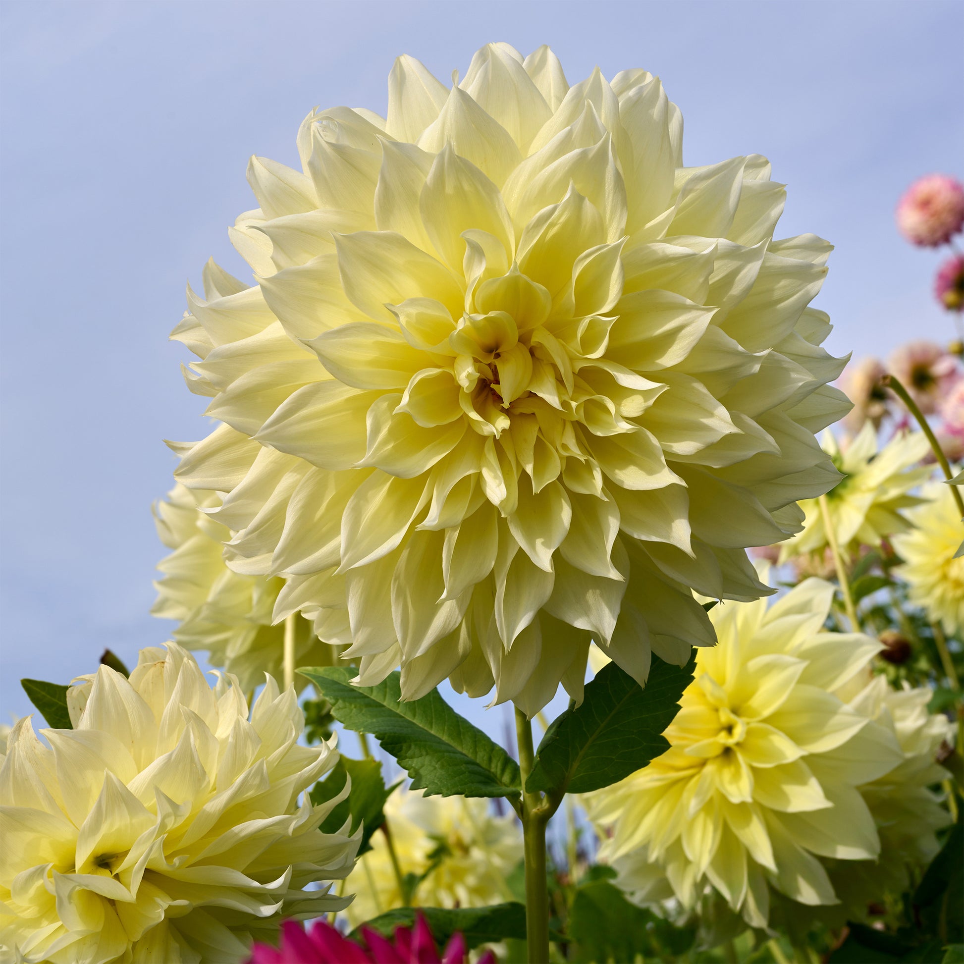Dahlia 'kelvin floodlight' - Dubbelbloemige Dahlia 'Kelvin Floodlight' (x3) - Dahlia 