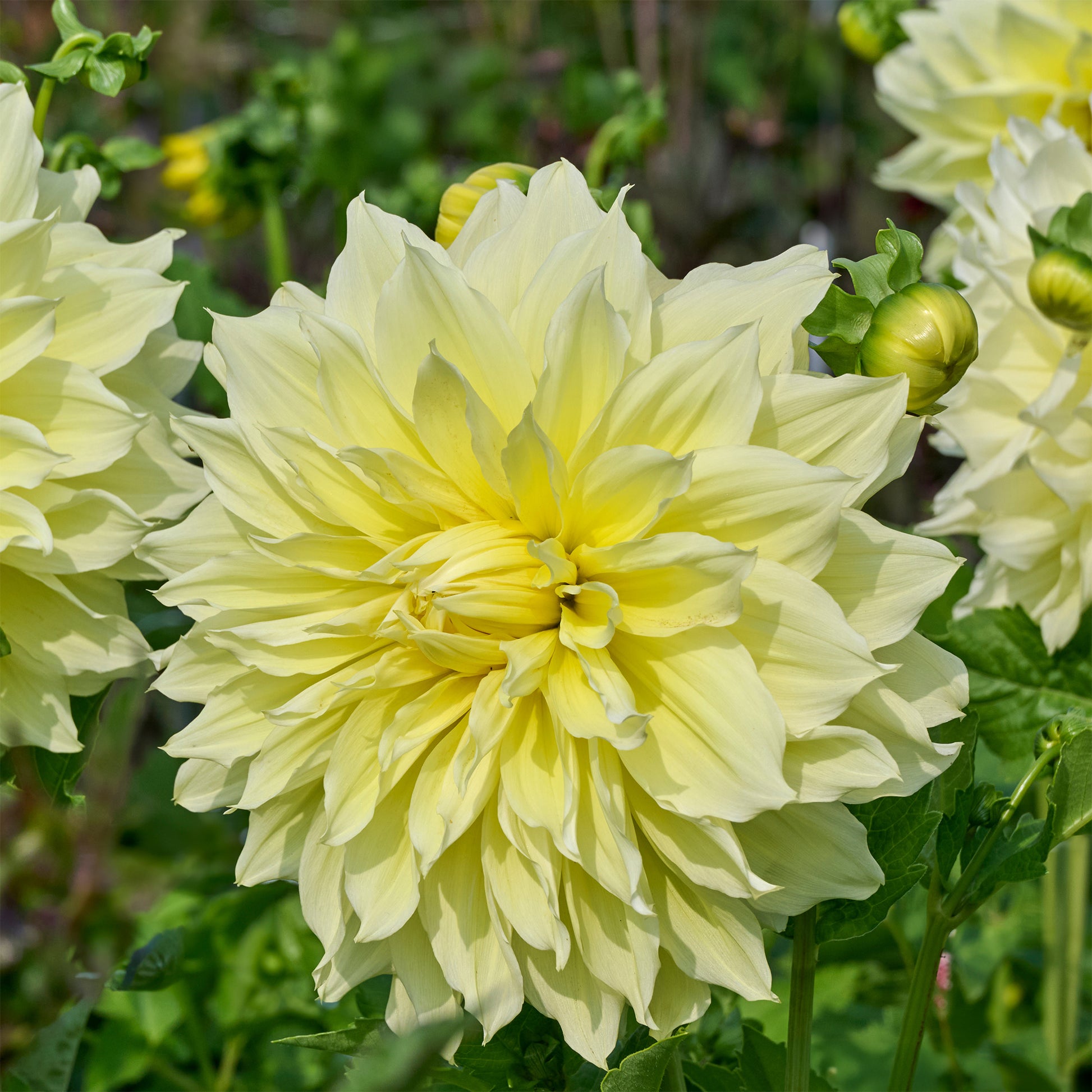 Dahlia  - Dubbelbloemige Dahlia 'Kelvin Floodlight' (x3) - Dahlia 'kelvin floodlight'