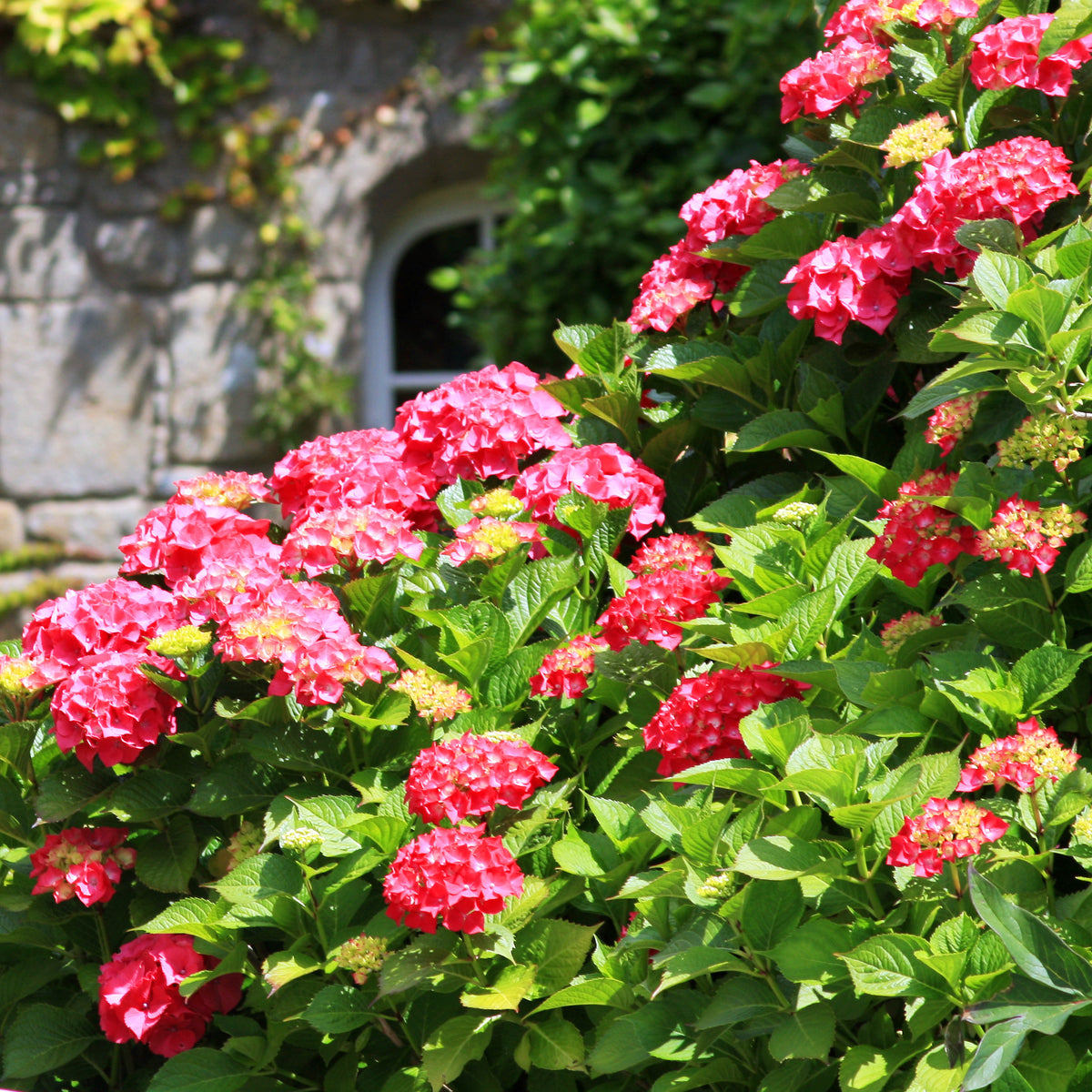 Rode Boerenhortensia