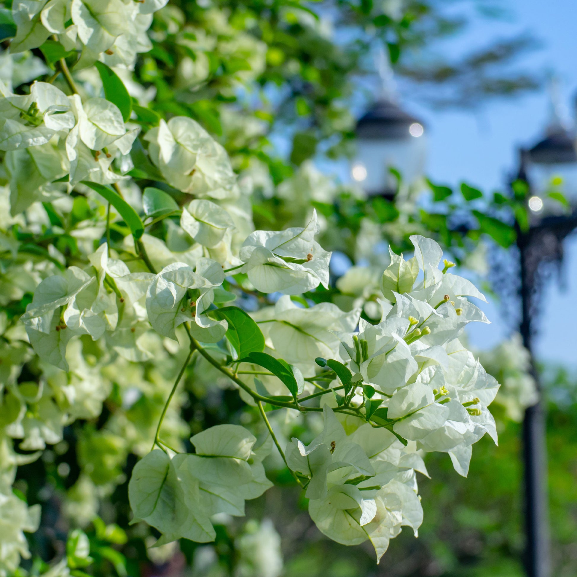 Verkoop Bougainville 'White Cascade'