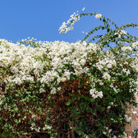 Bougainville 'White Cascade' - Bougainvillea white - Bakker