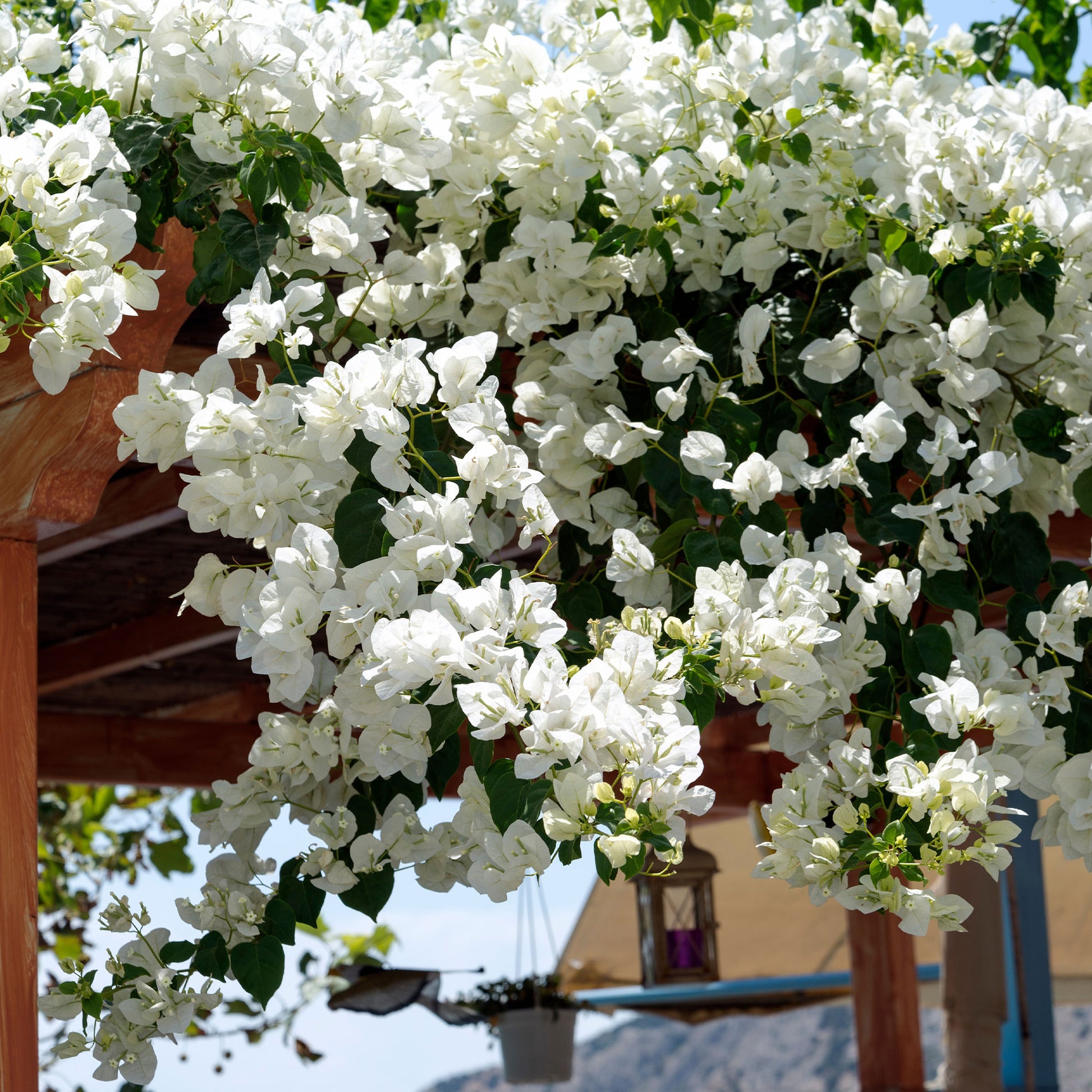 Bougainville - Bougainville 'White Cascade' - Bougainvillea white