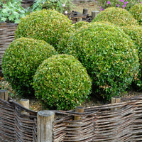 Verkoop Buxus bolvorm