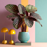 Pauwenplant 'Ornata' - Bakker