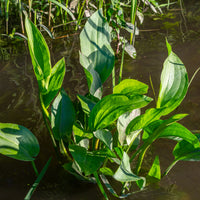 Verkoop Grote waterweegbree - Alisma plantago-aquatica