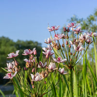 Verkoop Bloeiende bies Butome umbel - Butomus umbellatus