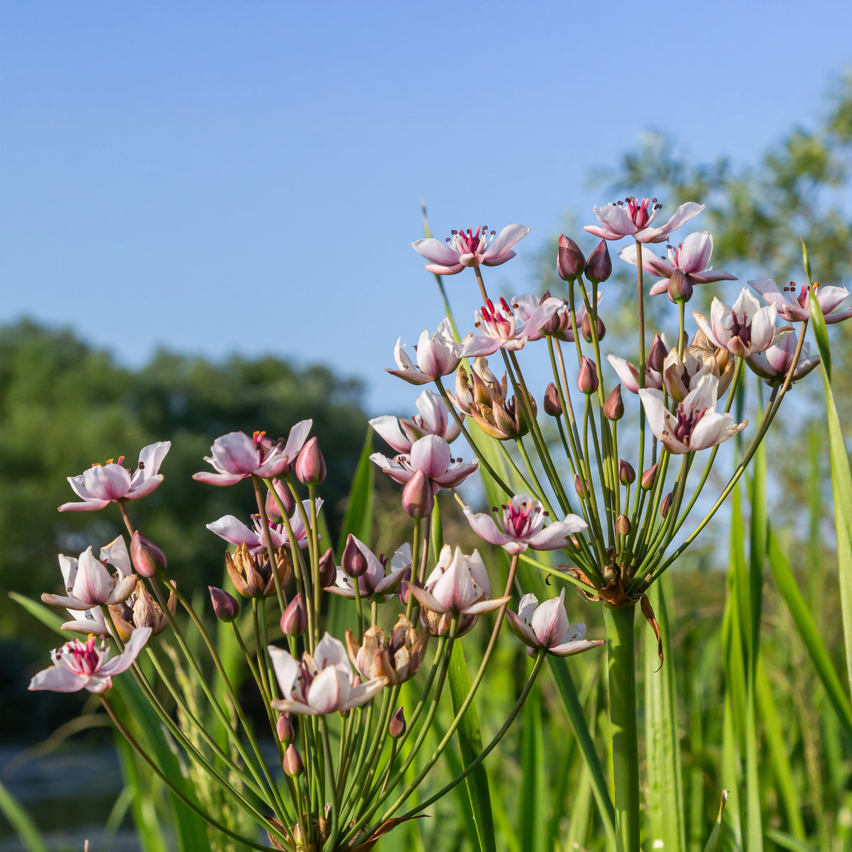 Verkoop Bloeiende bies Butome umbel - Butomus umbellatus