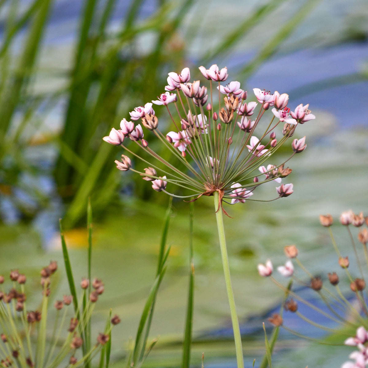 Bloeiende bies Butome umbel - Butomus umbellatus - Bakker