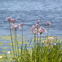 Bloeiende bies Butome umbel - Butomus umbellatus - Bakker