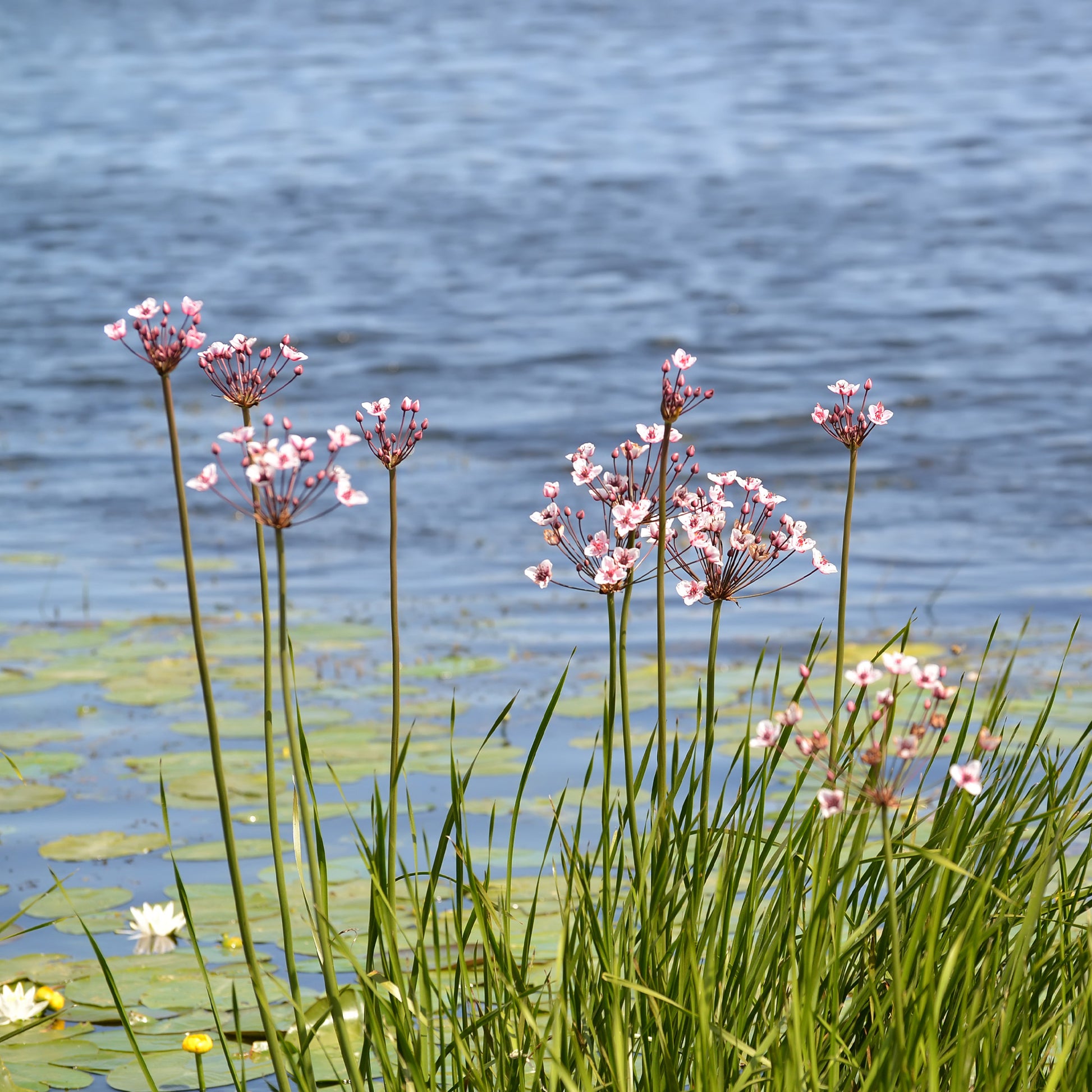 Bloeiende bies Butome umbel - Butomus umbellatus - Bakker