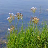 Verkoop Bloeiende bies Butome umbel