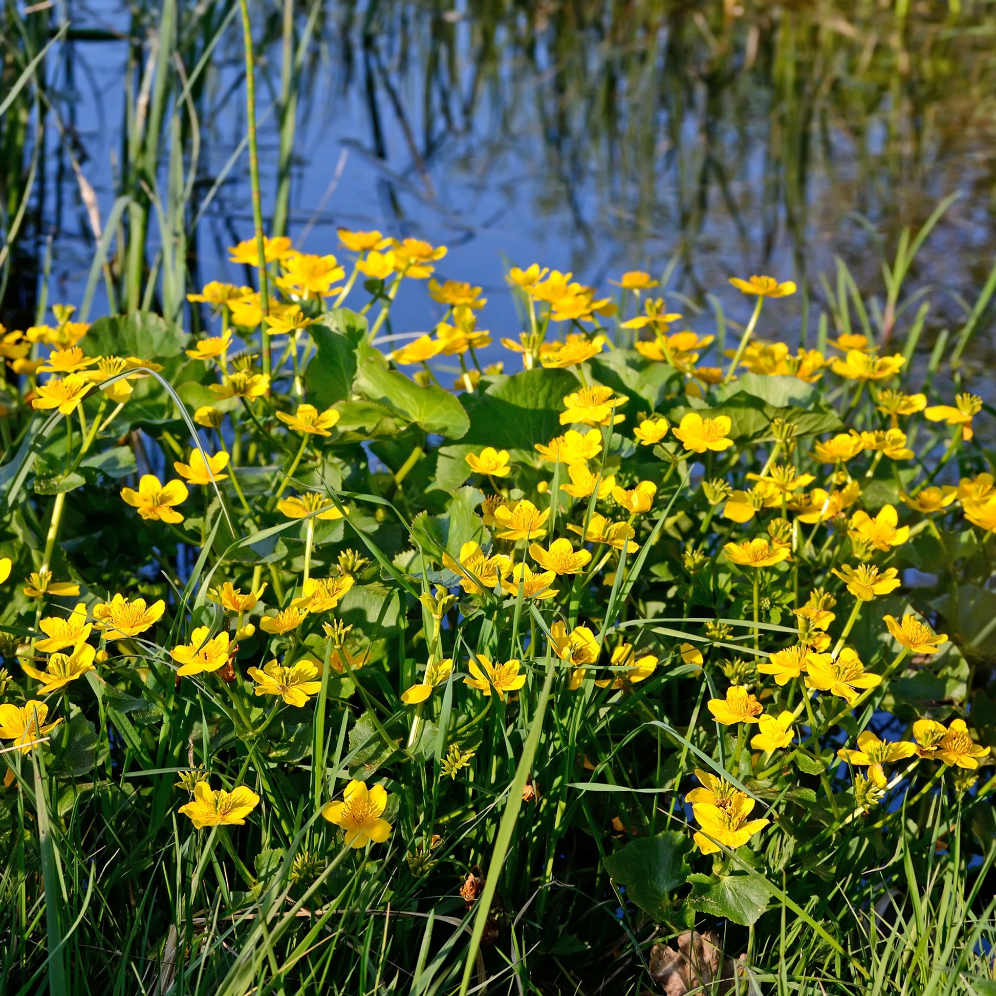 Dotterbloem - Water Goudsbloem - Caltha palustris - Bakker