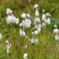 Smalbladige Cottonwood - Eriophorum angustifolium - Bakker