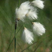 Eriophorum angustifolium - Smalbladige Cottonwood - Alle vijverplanten
