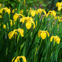 Moerasiris - Iris pseudacorus - Bakker