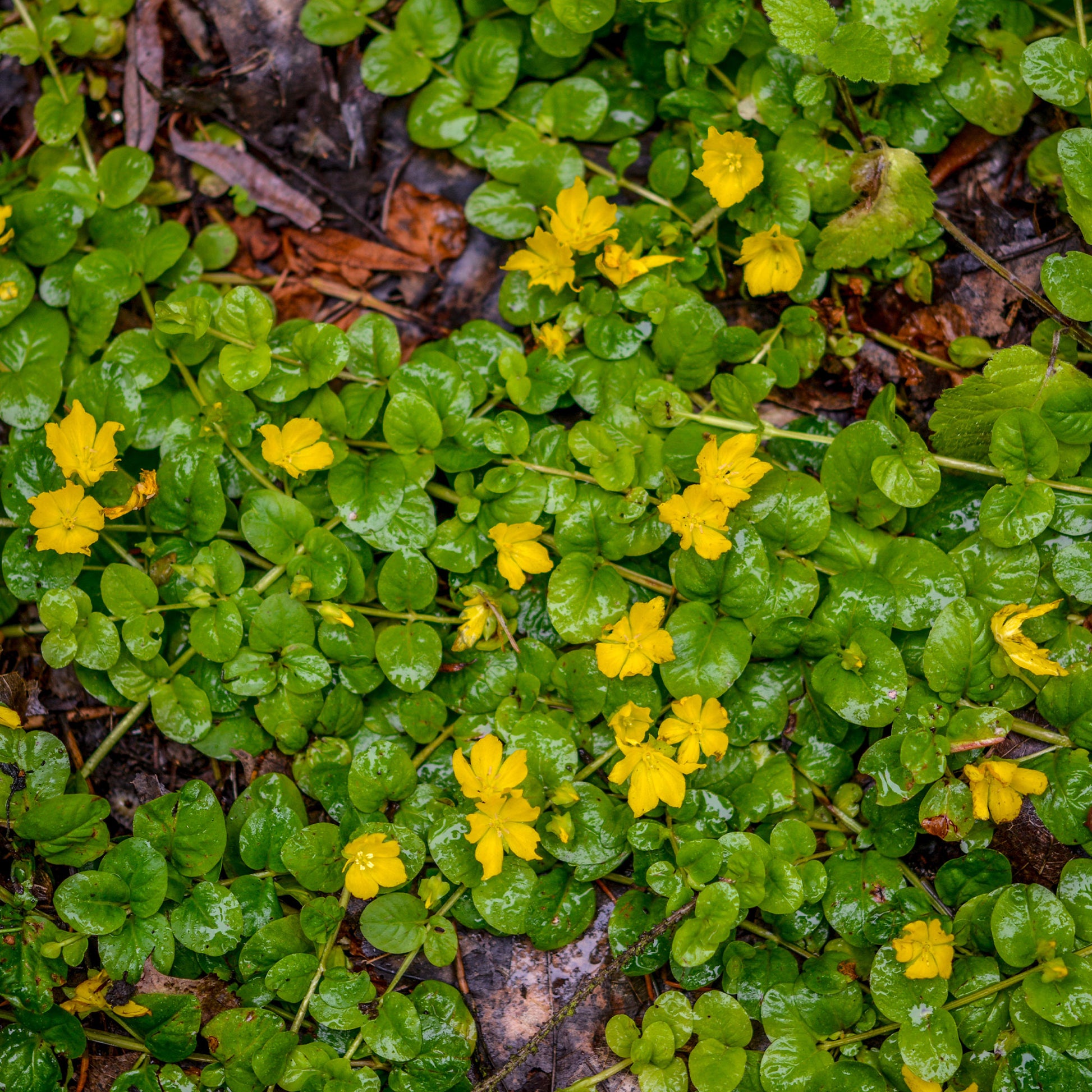 Penningkruid - Lysimachia nummularia - Bakker