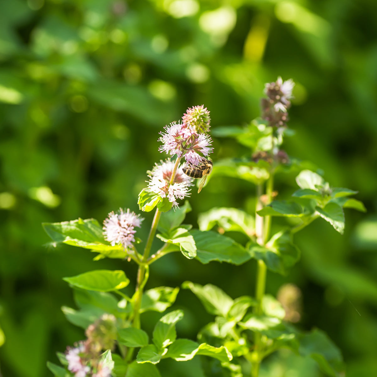 Mentha aquatica - Watermunt - Alle vijverplanten