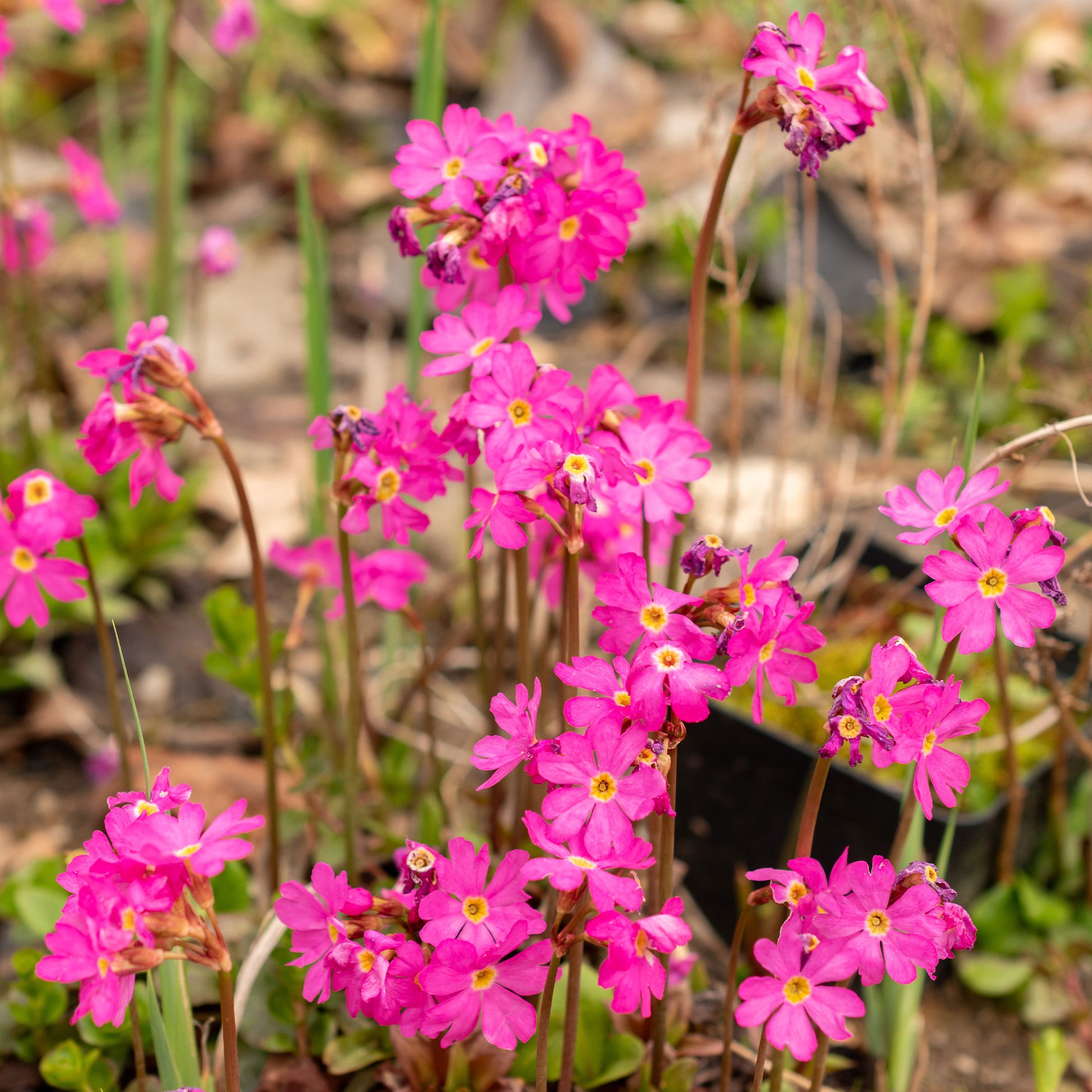 Primula rosea grandiflora - Roze sleutelbloem - Oeverplanten