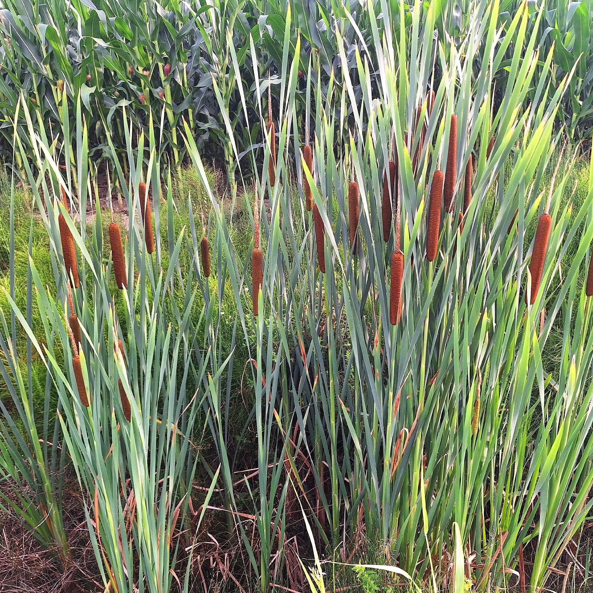 Bakker smalbladig mos - Bakker