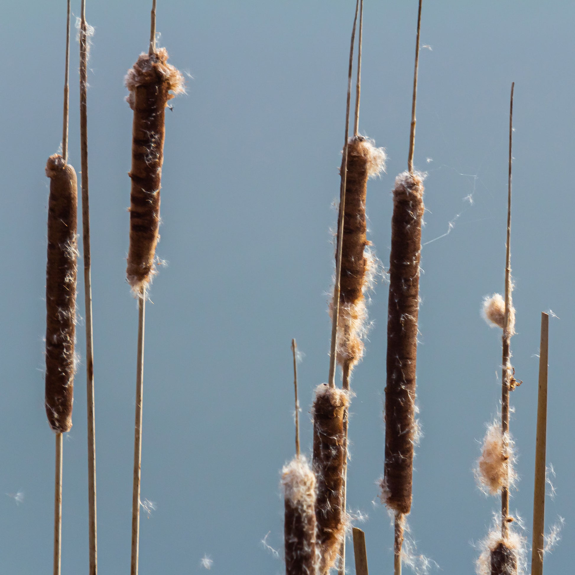 Riet - Bakker smalbladig mos - Typha angustifolia
