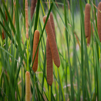 Typha angustifolia - Bakker smalbladig mos - Riet