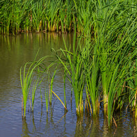 Bakker smalbladig mos - Typha angustifolia - Bakker