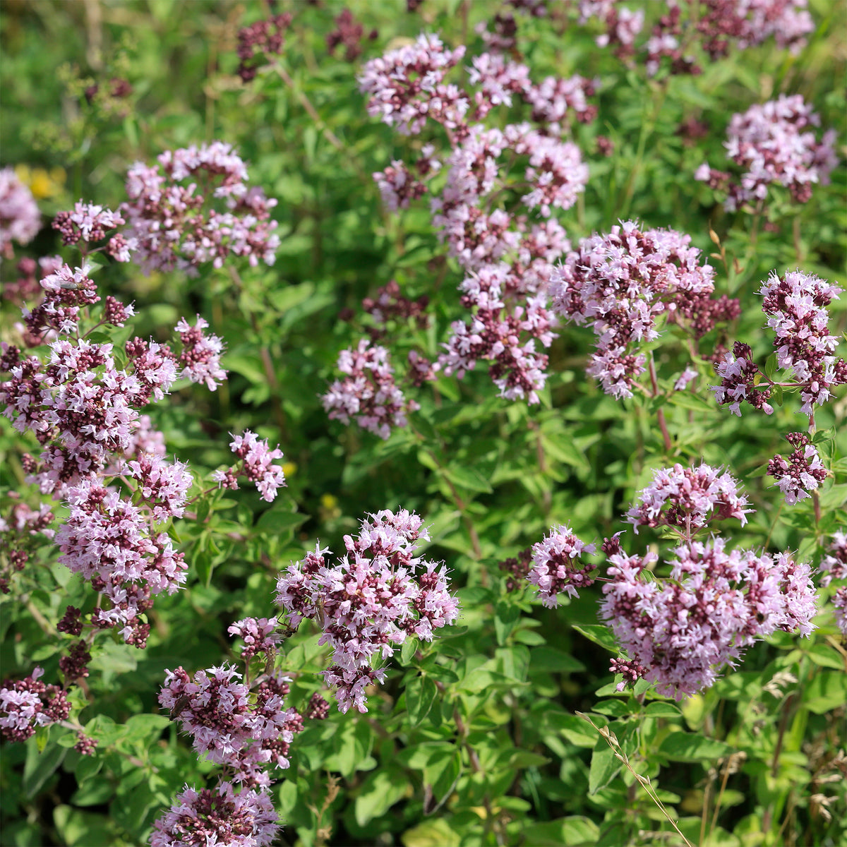 Oregano - Bakker