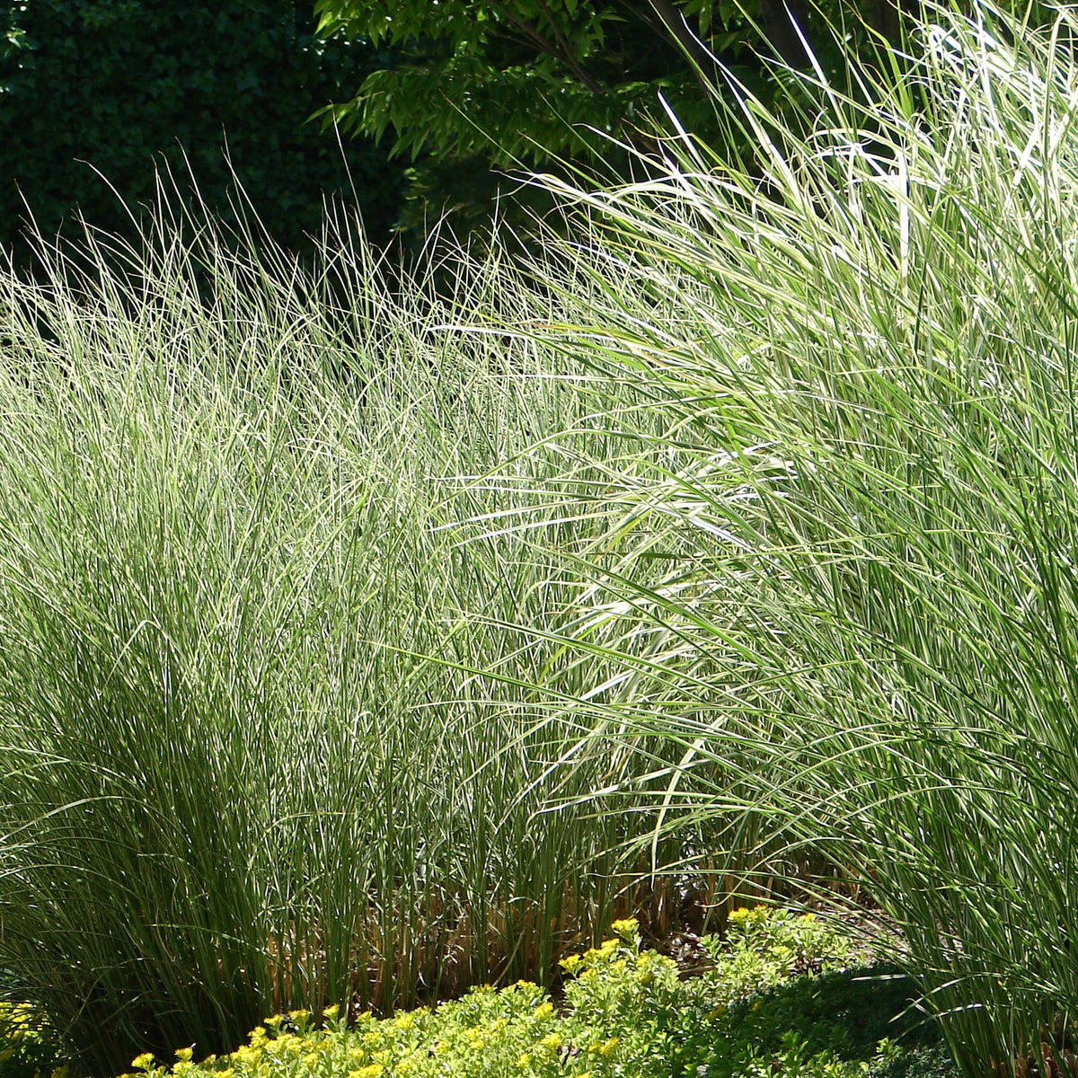 Prachtriet 'Morning Light' - Miscanthus sinensis morning light - Bakker