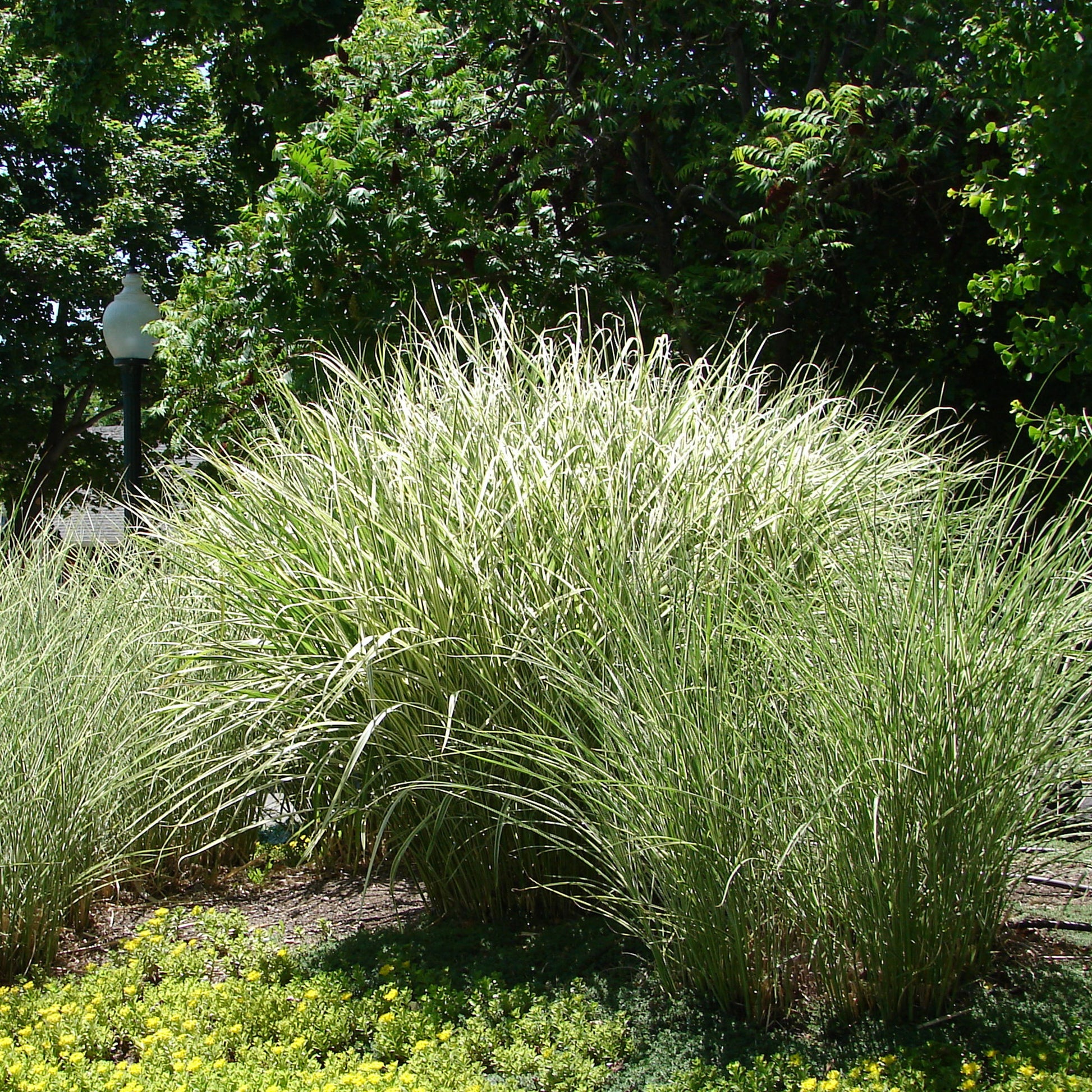 Prachtriet 'Morning Light' - Miscanthus sinensis morning light - Tuinplanten