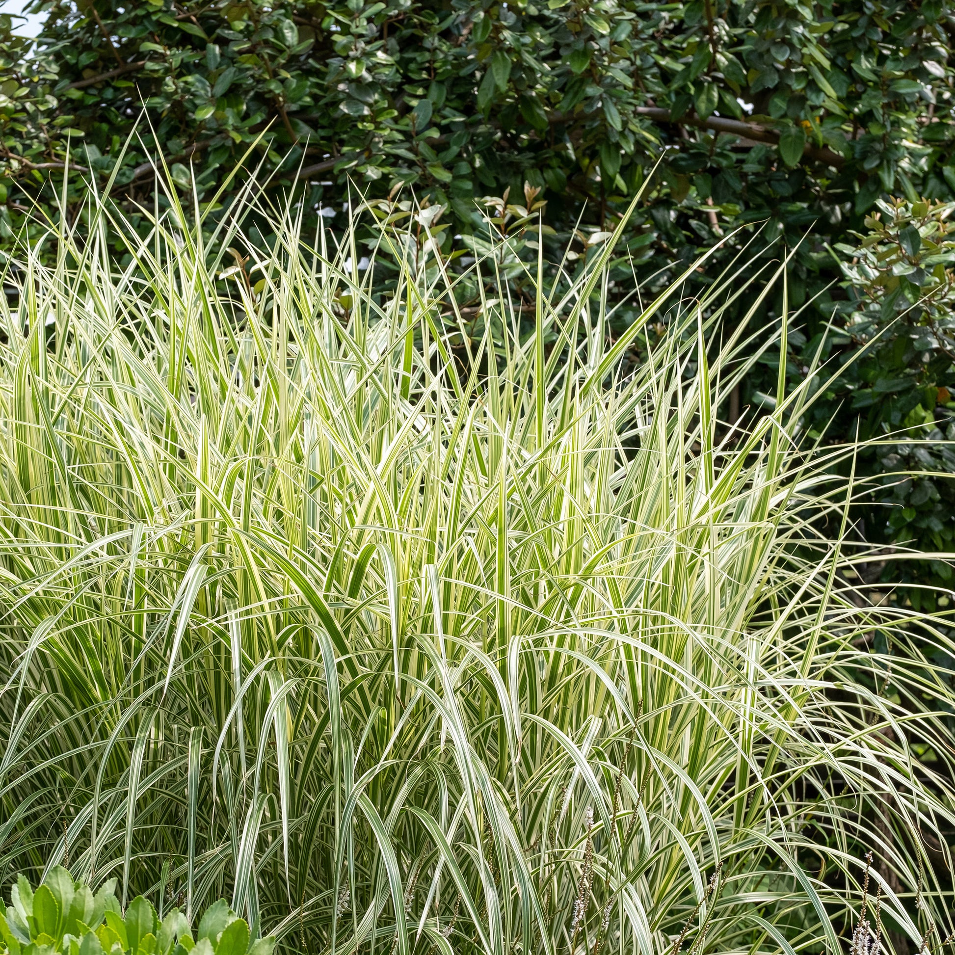 Prachtriet 'Variegatus' - Miscanthus sinensis variegatus - Bakker