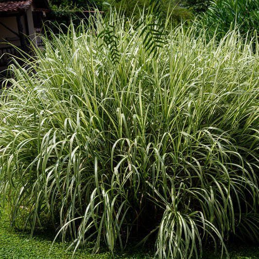 Prachtriet 'Variegatus' - Bakker