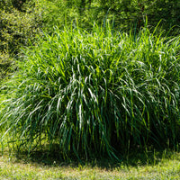 Verkoop Prachtriet 'Gracillimus' - Miscanthus sinensis gracillimus