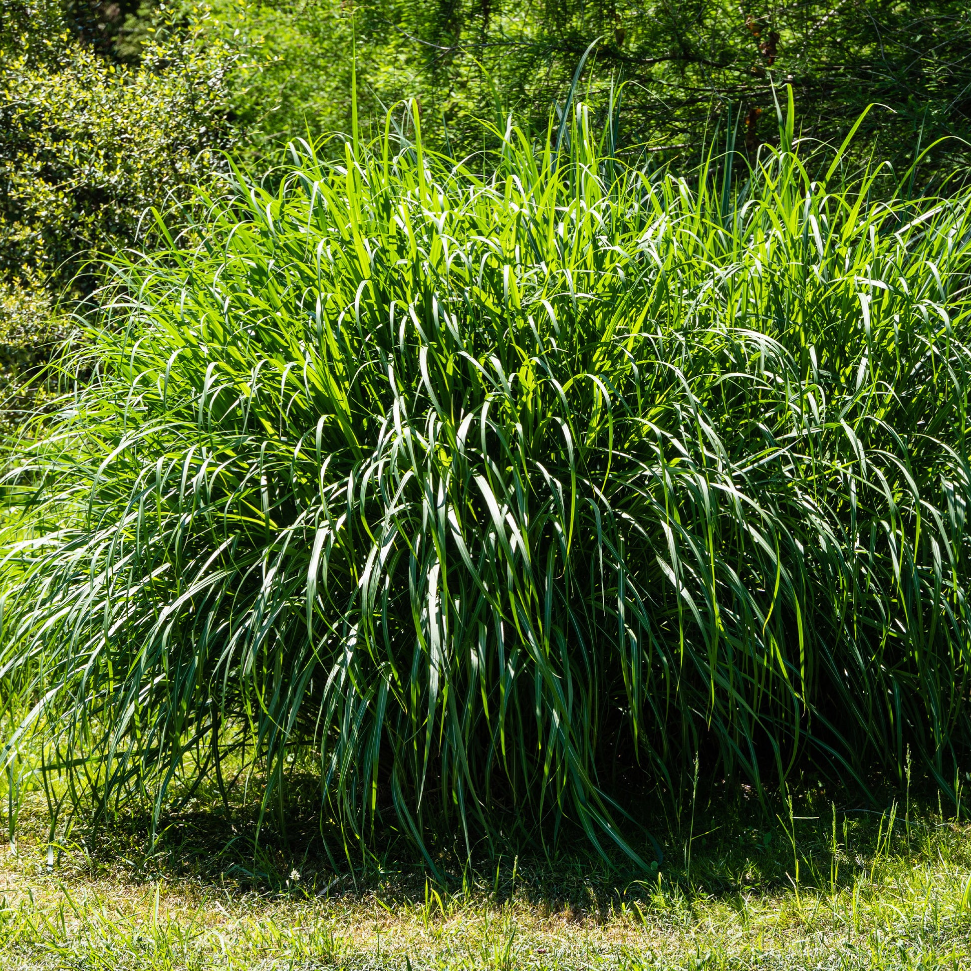 Verkoop Prachtriet 'Gracillimus' - Miscanthus sinensis gracillimus