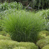 Prachtriet 'Gracillimus' - Bakker