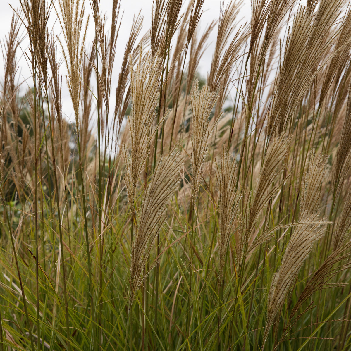 Prachtriet 'Gracillimus' - Miscanthus - Chinees riet - Bakker