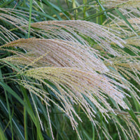 Miscanthus sinensis gracillimus - Prachtriet 'Gracillimus' - Miscanthus - Chinees riet