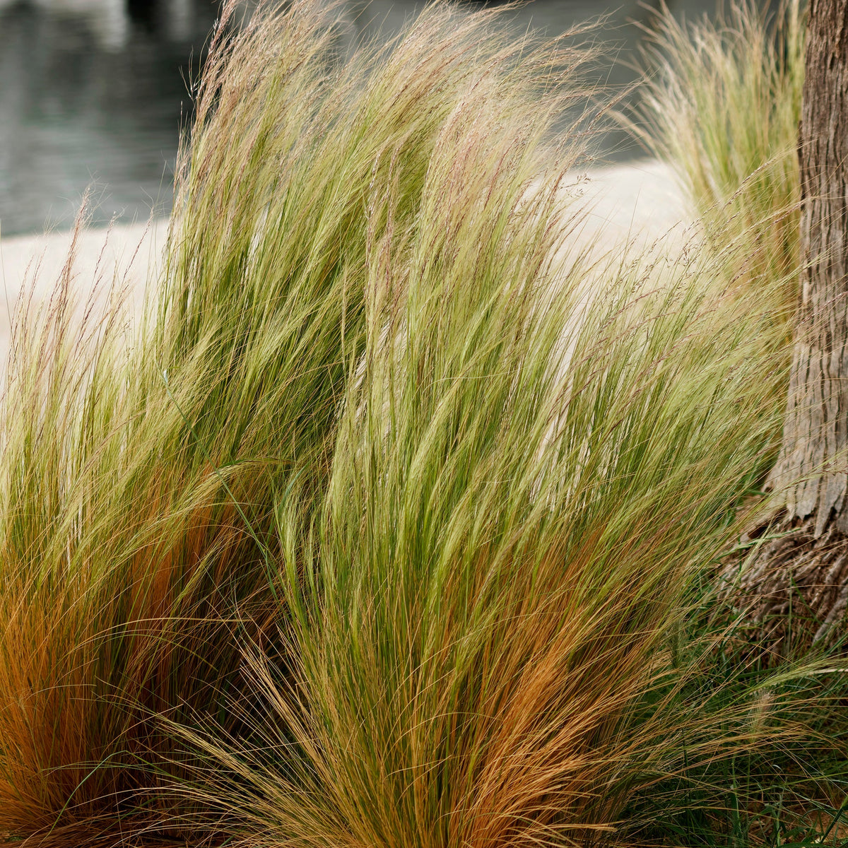 Muhlenbergia capillaris, Stipa tenuissima - 4 decoratieve siergrassen - Siergrassen