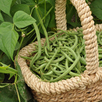 Phaseolus vulgaris nain mangetout contender - Sperzieboon 'Contender' - Bonenzaden